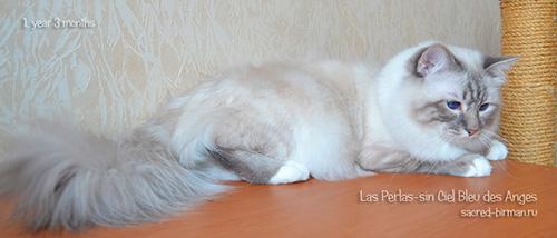 Окрасы Священной бирманской кошки -  голубой тэбби