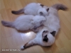 birman-kittens-eating-jpg