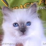 Голубой бирманский котенок