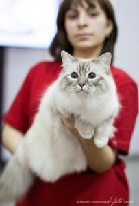 Свящанная бирманская кошка - кот Сьель