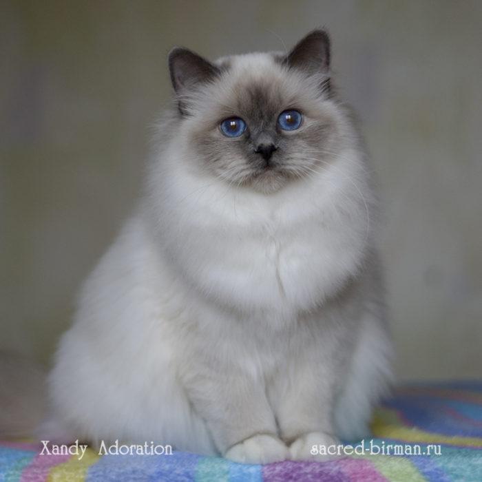 Священная бирма - голубая кошка